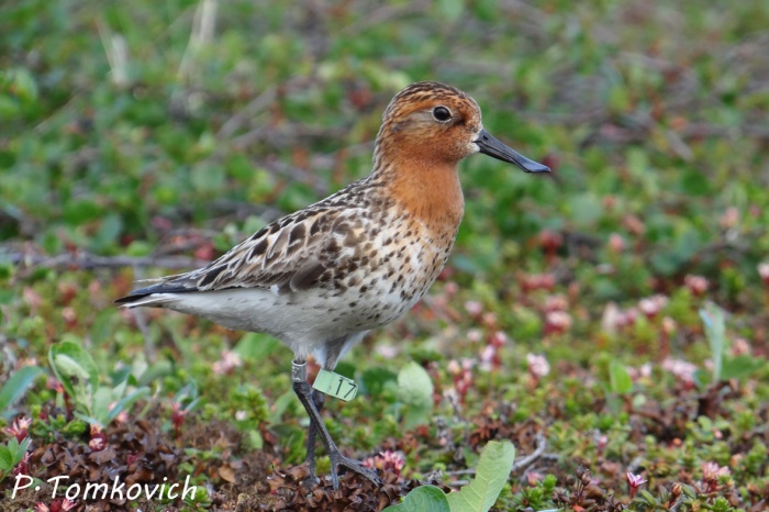 Лопатень Eurynorhynchus pygmaeus