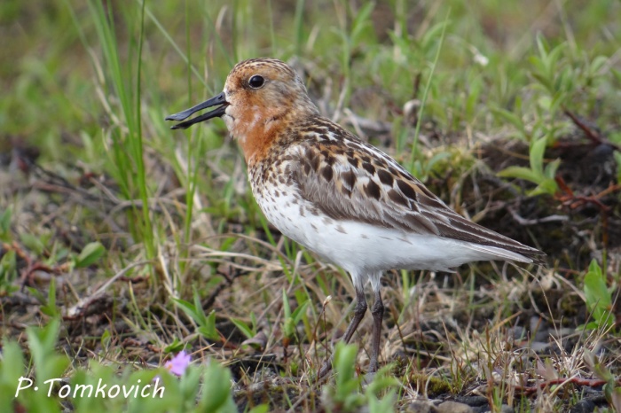 Лопатень Eurynorhynchus pygmaeus